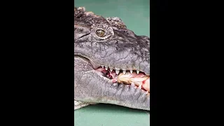 Our Family Pet Is A HUGE CROC (Vertical Video)