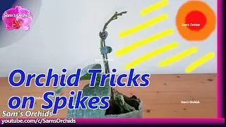 Tricks on staking an orchid spike