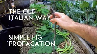 Simple Fig Propagation: The old Italian man way