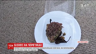 На Житомирщині фермер вирощує каліфорнійських черв’яків