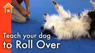 Teach Your Dog to Roll Over