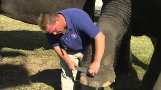 Behind The Scenes With Ringling Bros. Animal Care Specialists