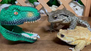 Dinosaur 🦖 vs Caterpillar 🐛 Toads' conflict（Miyako toad, Japanese toad, Japanese stream toad）