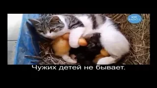 Прикольные котики и другие животные.