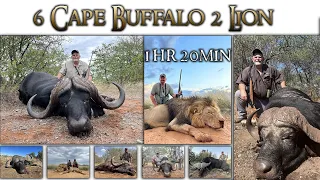 Hunting Cape Buffalo / Lion / Hippo / Crocodile