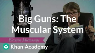 Big guns: the muscular system | Crash Course biology | Khan Academy