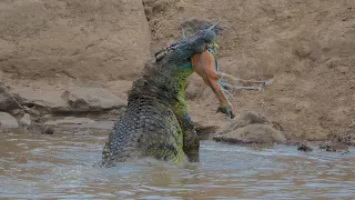 Crocodile Attack On Gazelle Crossing Masai Mara River