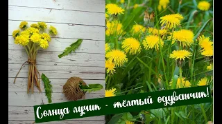 Одуванчики | Полимерная глина | Мастер класс.