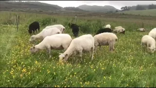 Low-input Farming in the Uplands: Achpopuli Farm, Scotland (3/8)