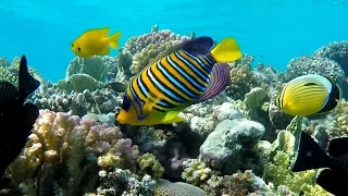 Подводный мир Макади, Красное море, Египет. Underwater World of Makadi, Egipt 2015. (4K)