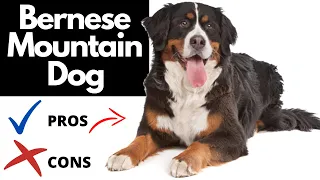 Bernese Mountain Dog Pros And Cons | The Goods AND The Bad!!