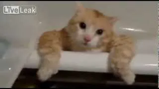 Кот толстяк не может выпрыгнуть из ванны