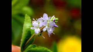 Вероніка лікарська (Veronica officinalis)