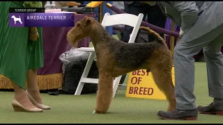 Airedale Terriers | Breed Judging 2023