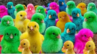 World Cute Chickens, Colorful Chickens, Rainbows Chickens, Cute Guinea Pigs,Rabbits,Cute Animals 🐤