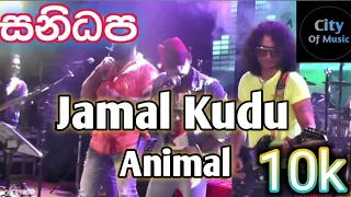 Bobby Deol Entry Song ( Sanidapa Music Band )  jamal jamaloo jamal kudu | Abrar Wedding Song Animal