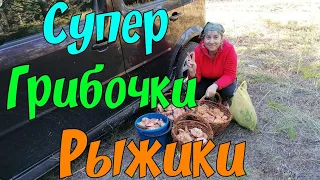 Я в Шоке их Много / Грибы Грибочки Рыжики.