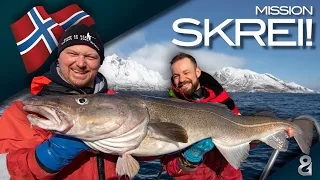 Riesen-Dorsche auf den Lofoten! Abenteuer Skrei 🇳🇴