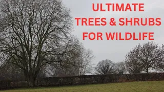 Ultimate trees & shrubs for wildlife