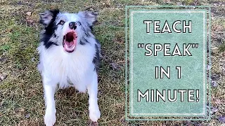 How to Teach Your Dog to "SPEAK" in 1 MINUTE (bark on command!)