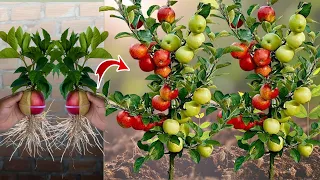 DIY How to Growing Apple fruit and pear fruit With Red onion Eggs to be single tree,How to Grafting