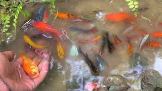 Find colorful ornamental fish, koi fish, goldfish, catfish, snakehead fish, betta fish, lobster