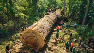 Habilidades peligrosas al talar árboles con motosierra  ¡Grandes máquinas talando árboles!