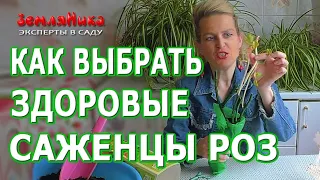 Как выбирать и хранить саженцы роз. Супер способ хранения саженцев роз до посадки.