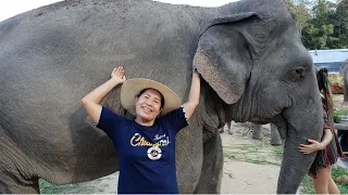 2018 Chiang Mai elephant jungle sanctuary camp 8