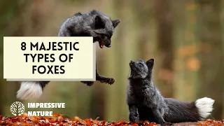 8 Fascinating Fox Species (Vulpes Genus)