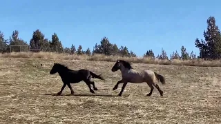 Wild Rescued mustangs reunite with family