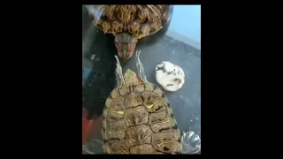 Turtle slapping his friend on the face