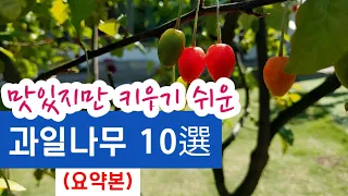 (요약본) 키우기 쉬운 과일나무 10종류 - 무농약 또는 최소한의 소독으로 수확 가능한 유실수