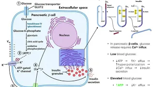 The Mechanism of Insulin Release by Pancreatic β-cells