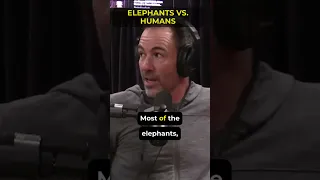 elephants vs  humans #joerogan #scary #nature #facts