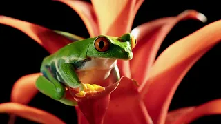 Red-Eyed Tree Frog in Slow Motion | Slow Motion Wild Animals | Love Nature