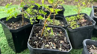 Growing Kowhai and how to germinate Kowhai seeds