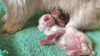 Baby rabbits feeding milk from their rabbit mom | 10 days old baby bunnies so cute and funny