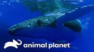 La tierna razón por la que cantan las ballenas bajo el mar | Los Secretos del Mundo Animal