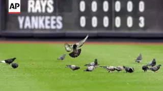 Pack Of Pigeons At Home In Yankee Stadium