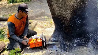 Excellent..Cut down the rain tree behind the house with a Stihl chainsaw