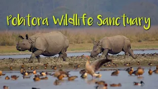 Pobitora Wildlife Sanctuary || Mayong (Assam) Guwahati ||One horn Rhino || Pobitora village Eco camp