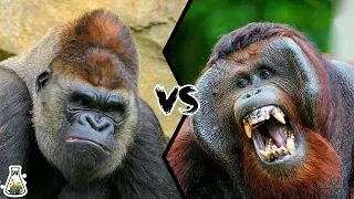 GORILLA VS ORANGUTAN - Who is the king of the Great Apes Family?
