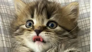 BEST FUNNY CATS COMPILATION 2022😂| Cute and Funny Cat Videos to Keep You Smiling!😻