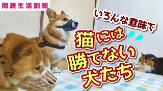 【ねこ強し&犬猫アテレコ】相性最悪な柴犬とコーギー