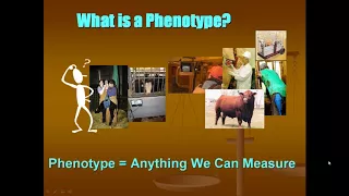 From Phenotypes to EPDs Understanding Genetic Model   Wade Shafer