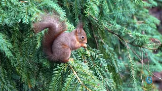 SQUIRREL and BIG BEAK - ECUREUIL et GROS BEC