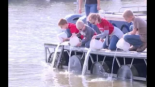 Maumee River Sturgeon Release