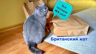 Настойчивый Британский кот ГАРРИ / British blue big cat