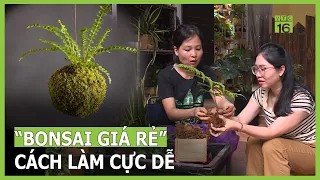 Làm cây “bonsai giá rẻ” cực dễ, bạn đã thử? | VTC16